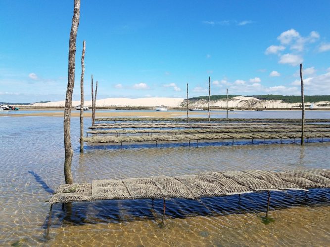 arcachon basin, oyster, pila, oyster, oyster, oyster, oyster, oyster